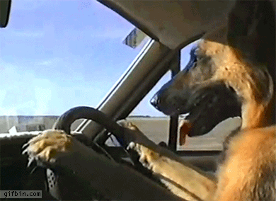 perro-conduciendo